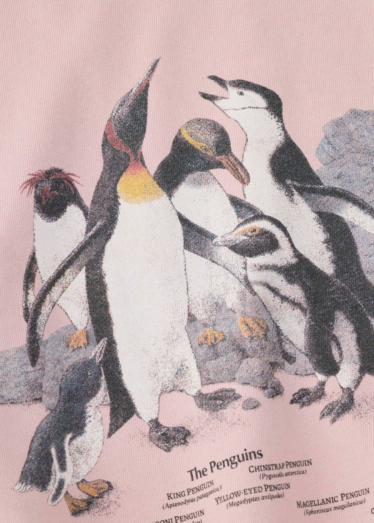 【ONLINE PREORDER】PENGUINES SWEAT